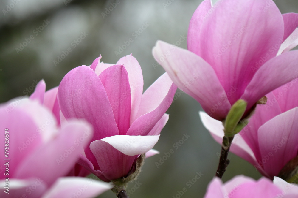 モクレンの紫の花びら Stock Photo | Adobe Stock