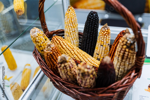 a basket filled with different colored corn on the cob