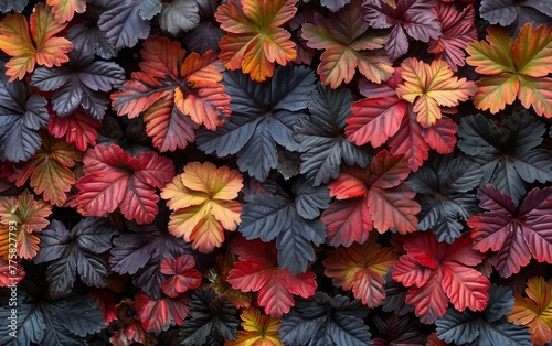 A close up of a bunch of leaves with some of them being red and some of them being black photo