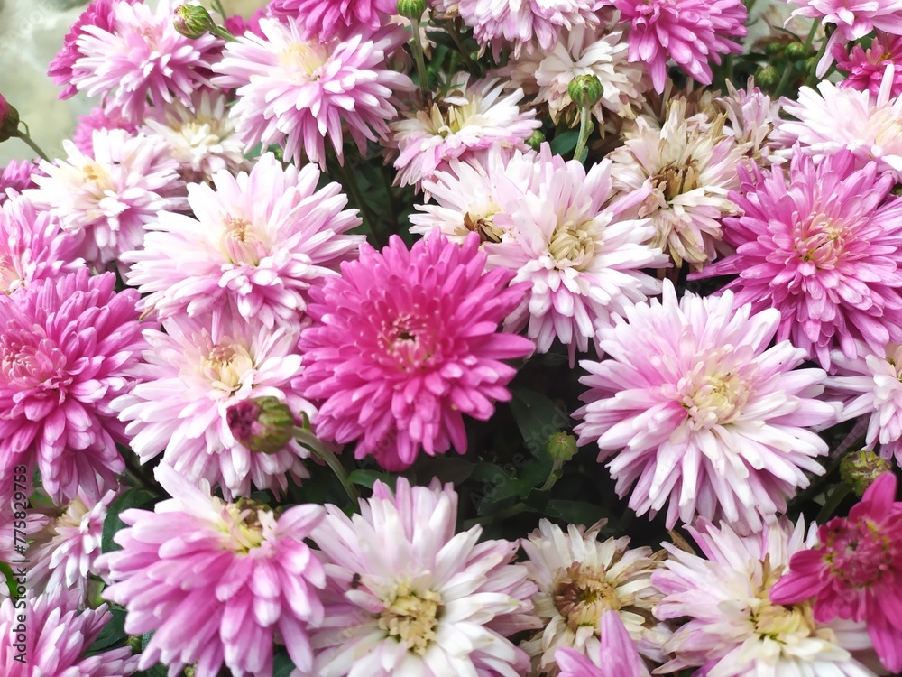 Arrangement of a multicolored aster flower Arrangement of a multicolored aster flower