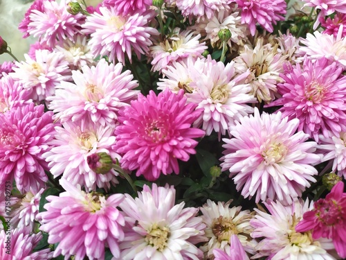 Arrangement of a multicolored aster flower