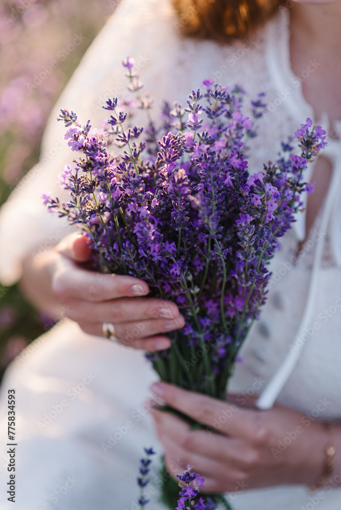 Fototapeta premium Female hold bouquet flowers and collect lavender at sunset. Girl in lavender flowers field. A woman walks on lavender field. Enjoy the floral glade, summer nature. Natural cosmetics concept. Closeup.