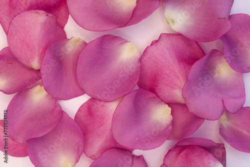 many rose petals on a white table top with focus on the petals © Wirestock