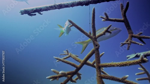 Two Yellowtail snappers swimming next to staghorn corals surgery photo