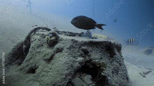 Underwater shot of fishes swimming over ship wreckage in the Atlantic Ocean photo