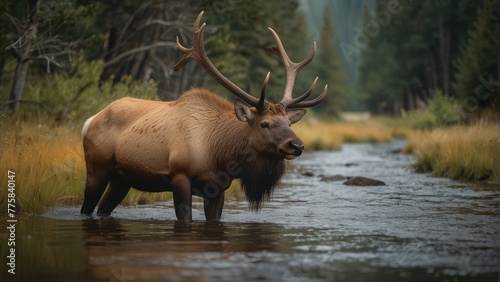 Nature's Elegance Bull Elk Gracefully Crossing the Stream