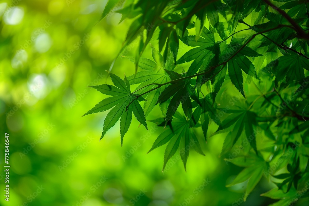 Green Maple Leaves Against a Soft Bokeh Background Green Maple Leaves Against a Soft Bokeh Background