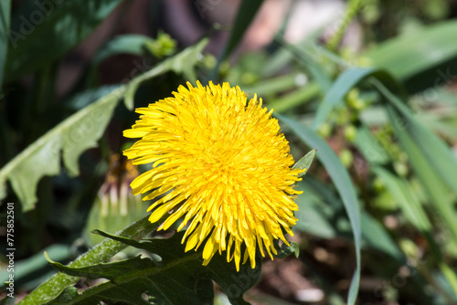 in spring, a beautiful yellow dandelion on the green grass