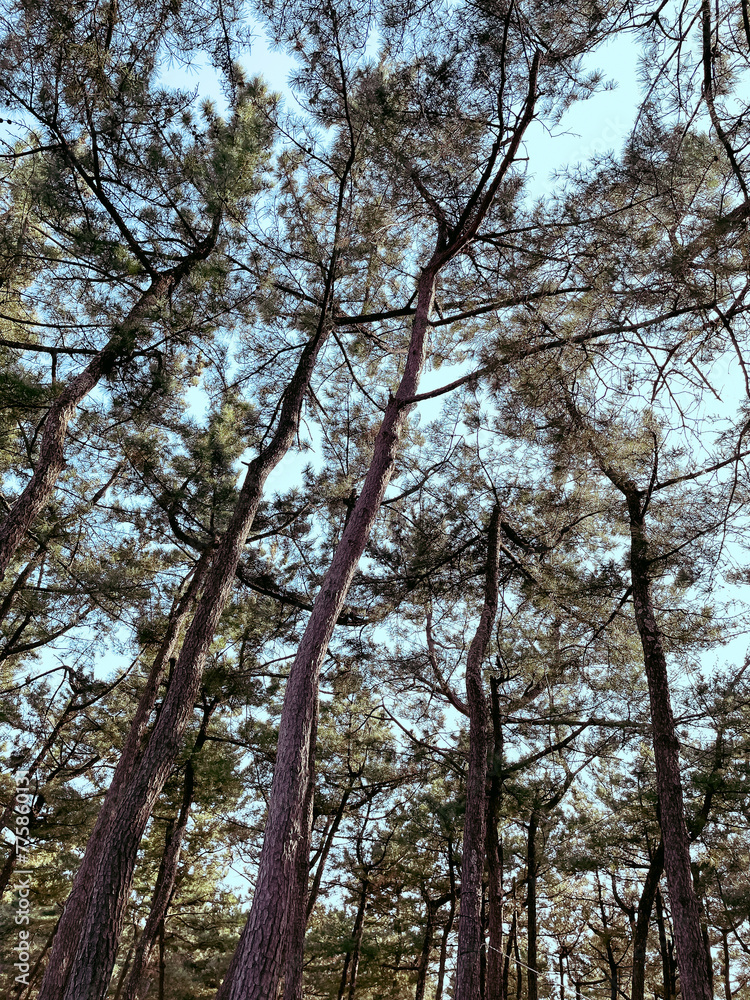 Fototapeta premium Pine trees in the forest and sky