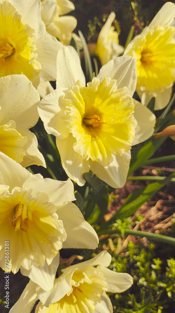 Fototapeta premium beautiful spring daffodils. first spring flowers. yellow-white flowers. daffodil bush.