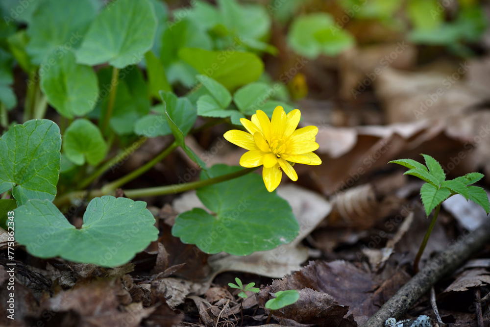 Yellow Lesser celandine (Ficaria verna) in the spring forest. Yellow Lesser celandine (Ficaria verna) in the spring forest.