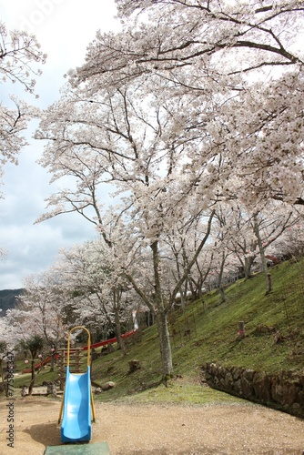 笹ヶ丘公園の桜