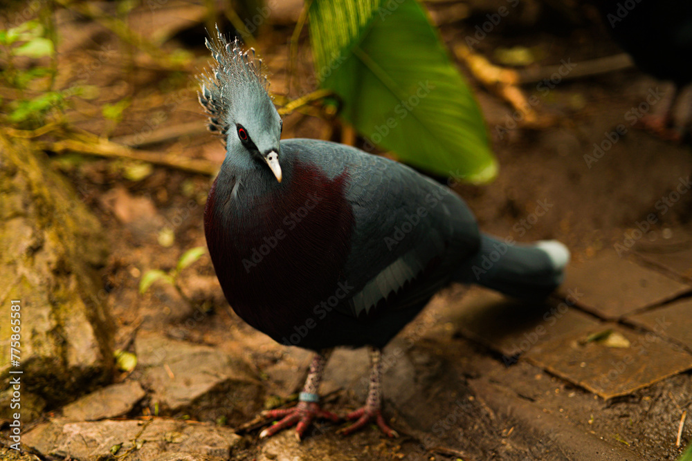 Naklejka premium Oiseaux