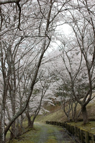 笹ヶ丘公園の桜