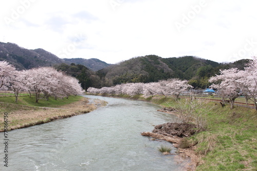 志文川堤防の桜並木