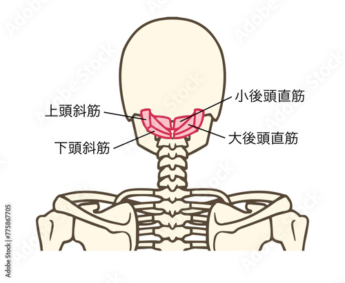 後頭下筋群、大後頭直筋、小後頭直筋、下頭斜筋、上頭斜筋 photo