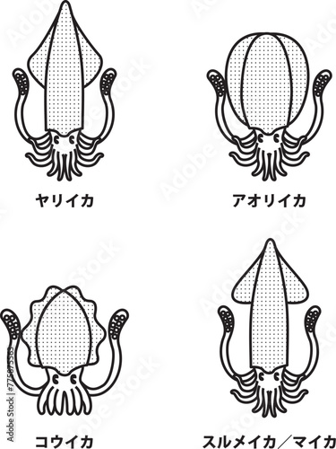 イカの種類のイラスト