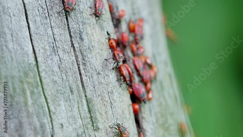 Milkweed bugs crawling in a tree bark. Colony of Pyrrhocoris apterus, Red Soldier Striped Beetle, Firebug, Spilostethus Pandurus, View macro insect in wildlife. photo