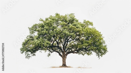 A single tree standing in an open field. Perfect for nature or landscape concepts
