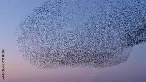 Starling birds flying in a large group in the sky during sunset at the end of a winter day.Starlings (Sturnidae) murmuration in the sky that move in shape-shifting clouds before the night.