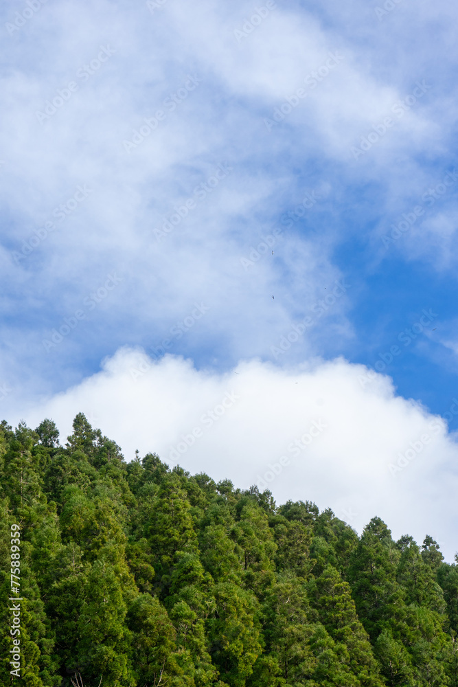 Cedar forest on Terceira Island, Azores. Serene beauty of lush greenery in the heart of the Atlantic. Cedar forest on Terceira Island, Azores. Serene beauty of lush greenery in the heart of the Atlantic.