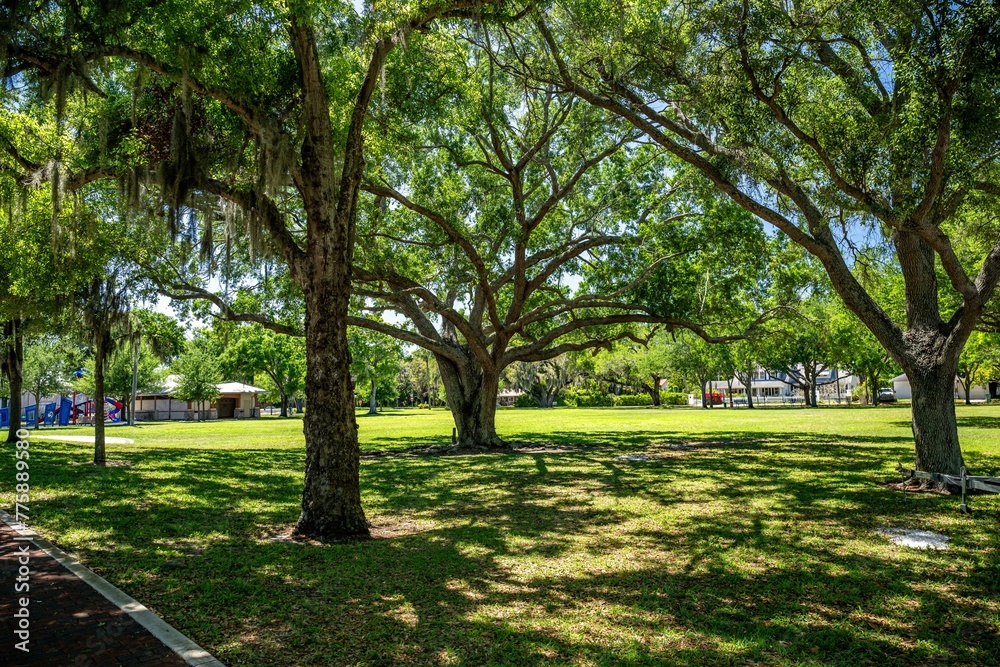 Obraz premium palmetto, florida
