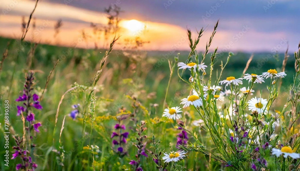 Golden Hour Glow: Wildflower Wonders on a Summer Meadow