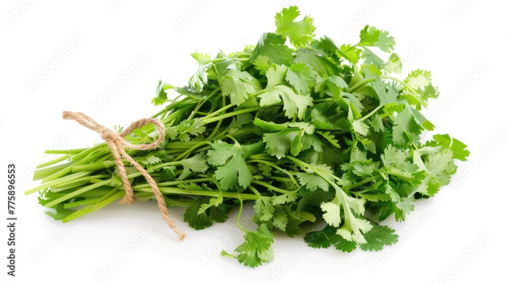A bunch of cilantro on a clean white surface. Great for culinary themes A bunch of cilantro on a clean white surface. Great for culinary themes
