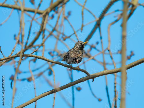 sweet small bird stands on a branch with blue sky