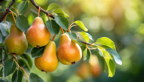 Close-up of ripe yellow pears growing on branch with green leaves. Garden fruit tree. Summer harvest