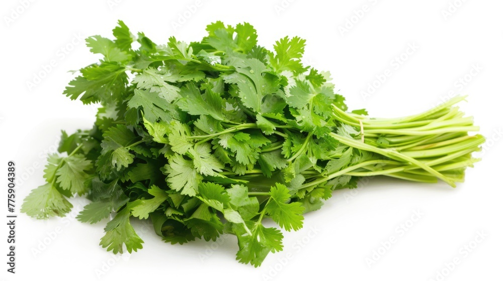 A bunch of cilantro on a clean white surface, perfect for food and cooking related projects A bunch of cilantro on a clean white surface, perfect for food and cooking related projects
