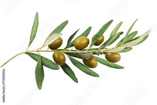 Branche d'olivier avec olives vertes