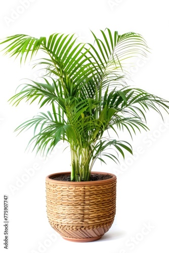 A palm plant in a wicker pot on a white background. Perfect for interior decor ideas