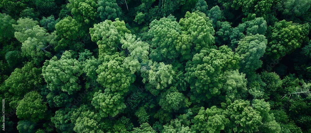 A high-altitude view of a lush forest, offering a uniform green texture for a natural summer backdrop with copy space