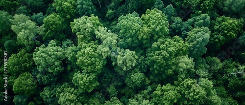 A high-altitude view of a lush forest, offering a uniform green texture for a natural summer backdrop with copy space