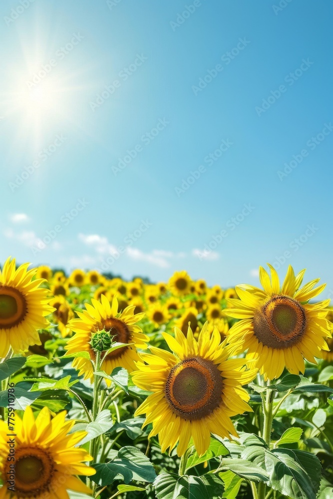 A sunflower field under a clear blue sky, offering a cheerful and bright summer landscape for joyful designs