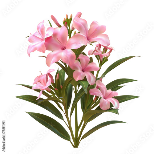 A pink flower on a Transparent Background