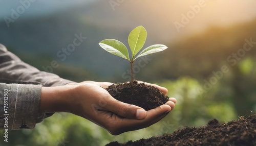 Seedling in hands. Ecology concept photo