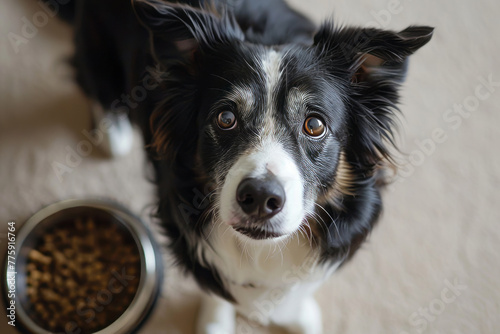 Cute border collie dog looking up at the camera with a bowl full of pet dry kibble food on beige carpet background