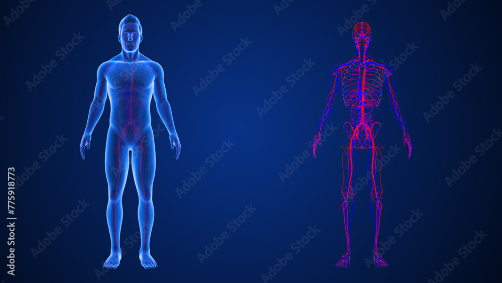 Human Organ arteries and veins 3d illustration