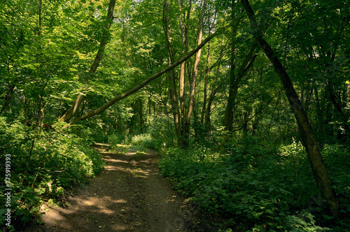 A summer day in the deciduous forest. A wide path runs through bushes and trees, making it a great place for walking and relaxation