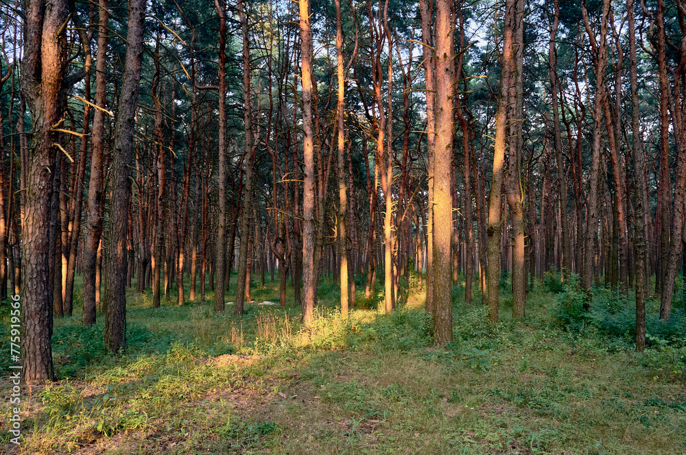 Obraz premium A warm summer day in a pine forest. A ray of evening sunlight draws a path of light through the beautiful nature. Mature pines and green grass create a stunning landscape