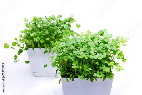 Home garden parsley in flowerpots on a white background