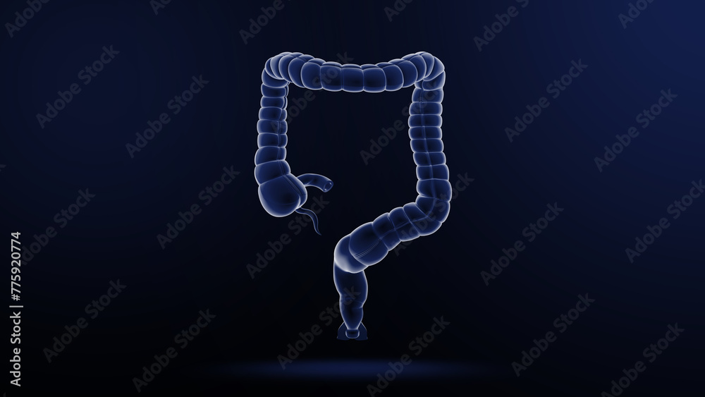 Human Organ large intestine 3d illustration