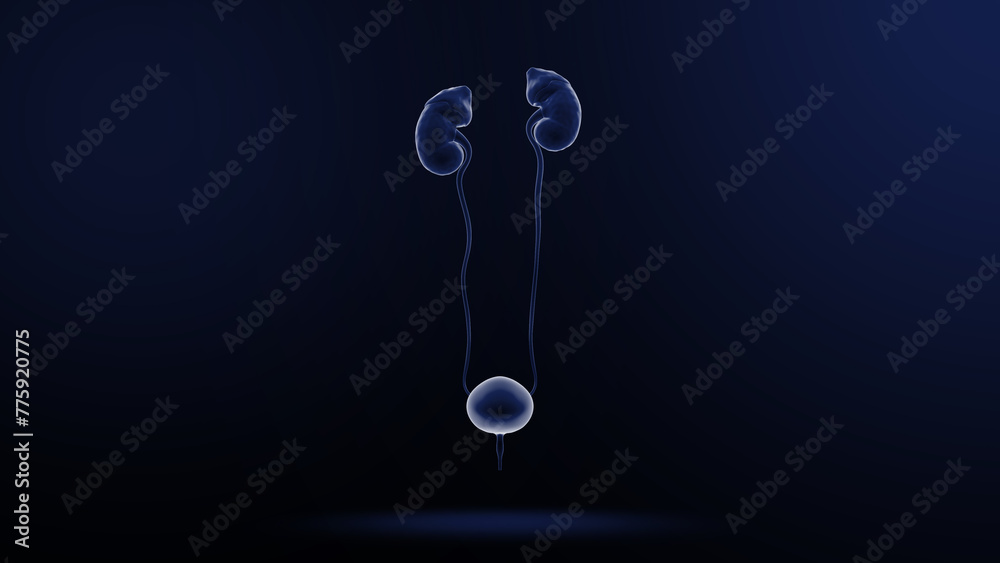 Human Organ kidney 3d illustration - obrazy, fototapety, plakaty 
