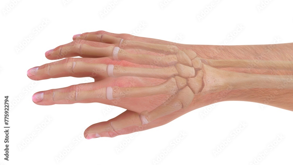 Human hand Metacarpal bones 3d illustration Human hand Metacarpal bones 3d illustration