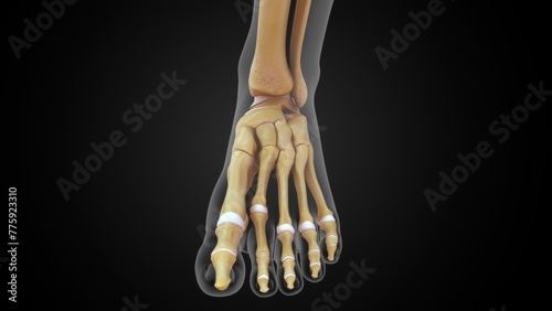 Human foot bones 3d illustration