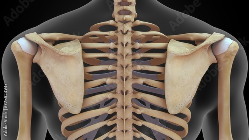 Human Pectoral girdle 3d illustration