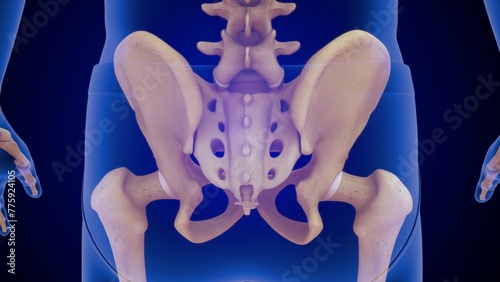 Human Pelvis gridle bone 3D Illustration