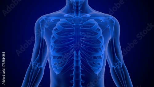 Human Ribcage bones 3d illustration